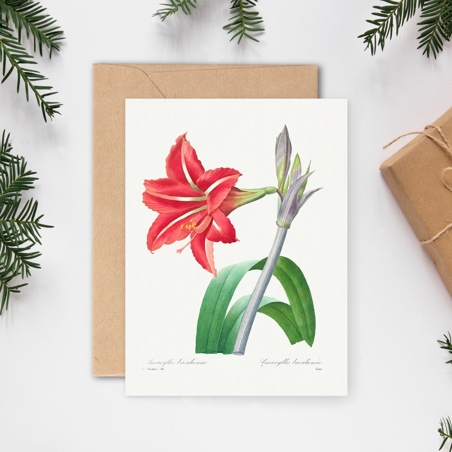 Julekort ∙ AMARYLLIS